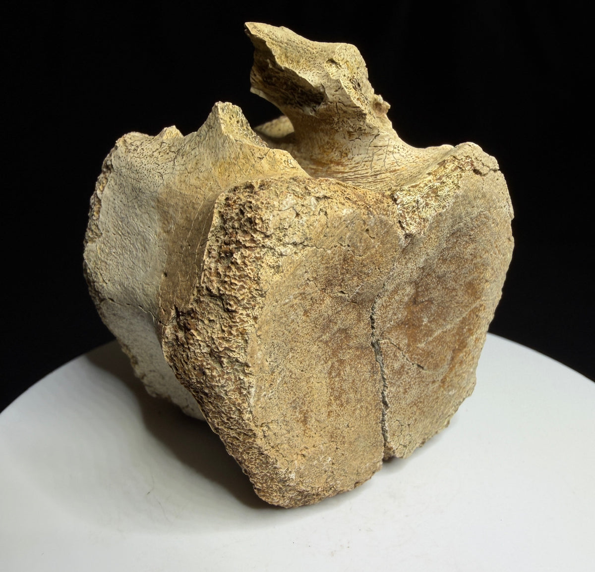 Brown hadrosaur vertebra showing a rounded face, shallow depression and visible crack, Alberta badlands, Harvey Negrich Collection, HN1218