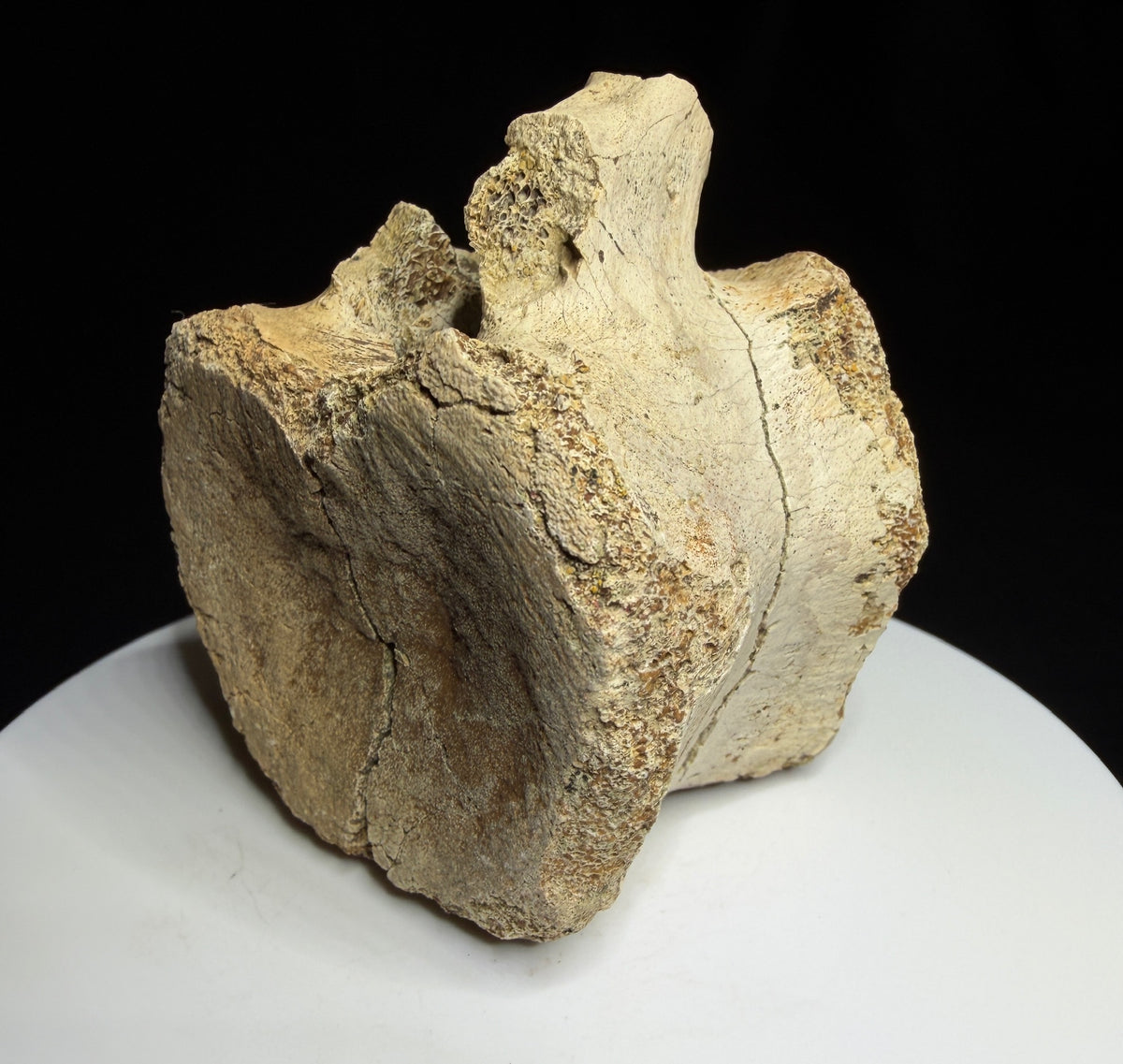 Brown hadrosaur vertebra showing a rounded face, shallow depression and visible crack, Alberta badlands, Harvey Negrich Collection, HN1218