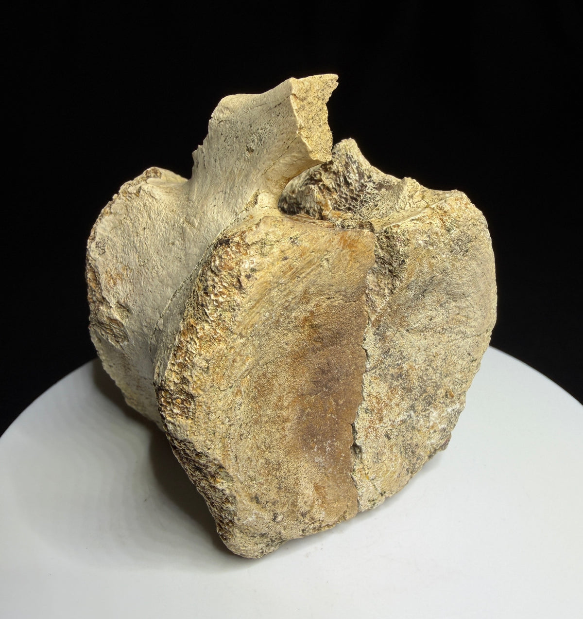 Brown hadrosaur vertebra showing a rounded face, shallow depression and visible crack, Alberta badlands, Harvey Negrich Collection, HN1218