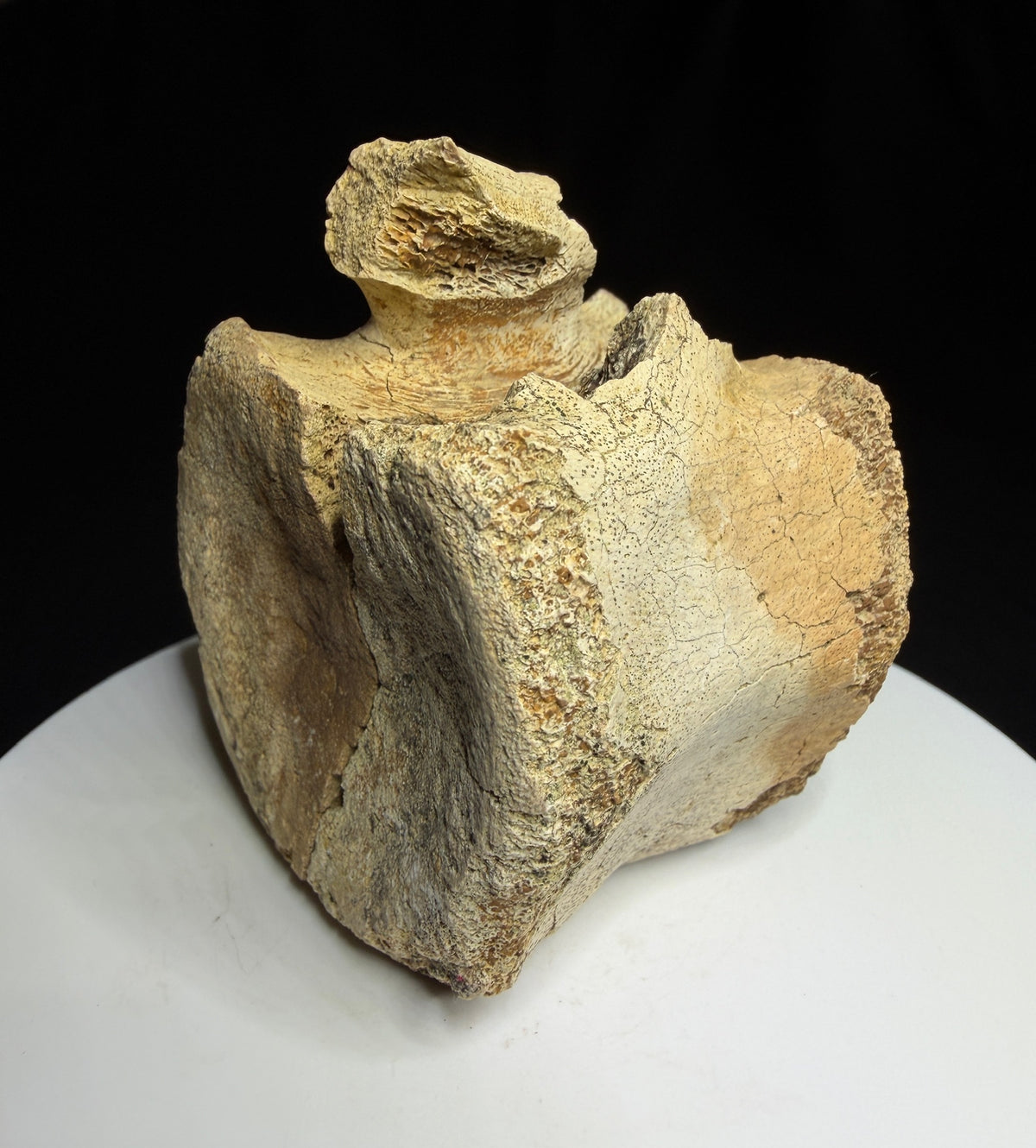 Brown hadrosaur vertebra showing a rounded face, shallow depression and visible crack, Alberta badlands, Harvey Negrich Collection, HN1218