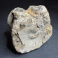 Hadrosaur fossil vertebra with a broad rounded face and textured sandy-brown bone, Alberta badlands, Harvey Negrich Collection, HN521