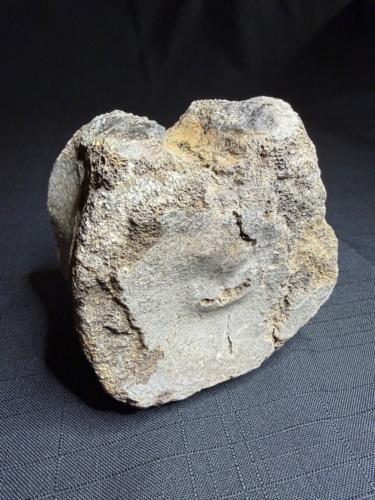 Hadrosaur fossil vertebra with a broad rounded face and textured sandy-brown bone, Alberta badlands, Harvey Negrich Collection, HN521