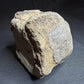 Hadrosaur fossil vertebra with a broad rounded face and textured sandy-brown bone, Alberta badlands, Harvey Negrich Collection, HN521