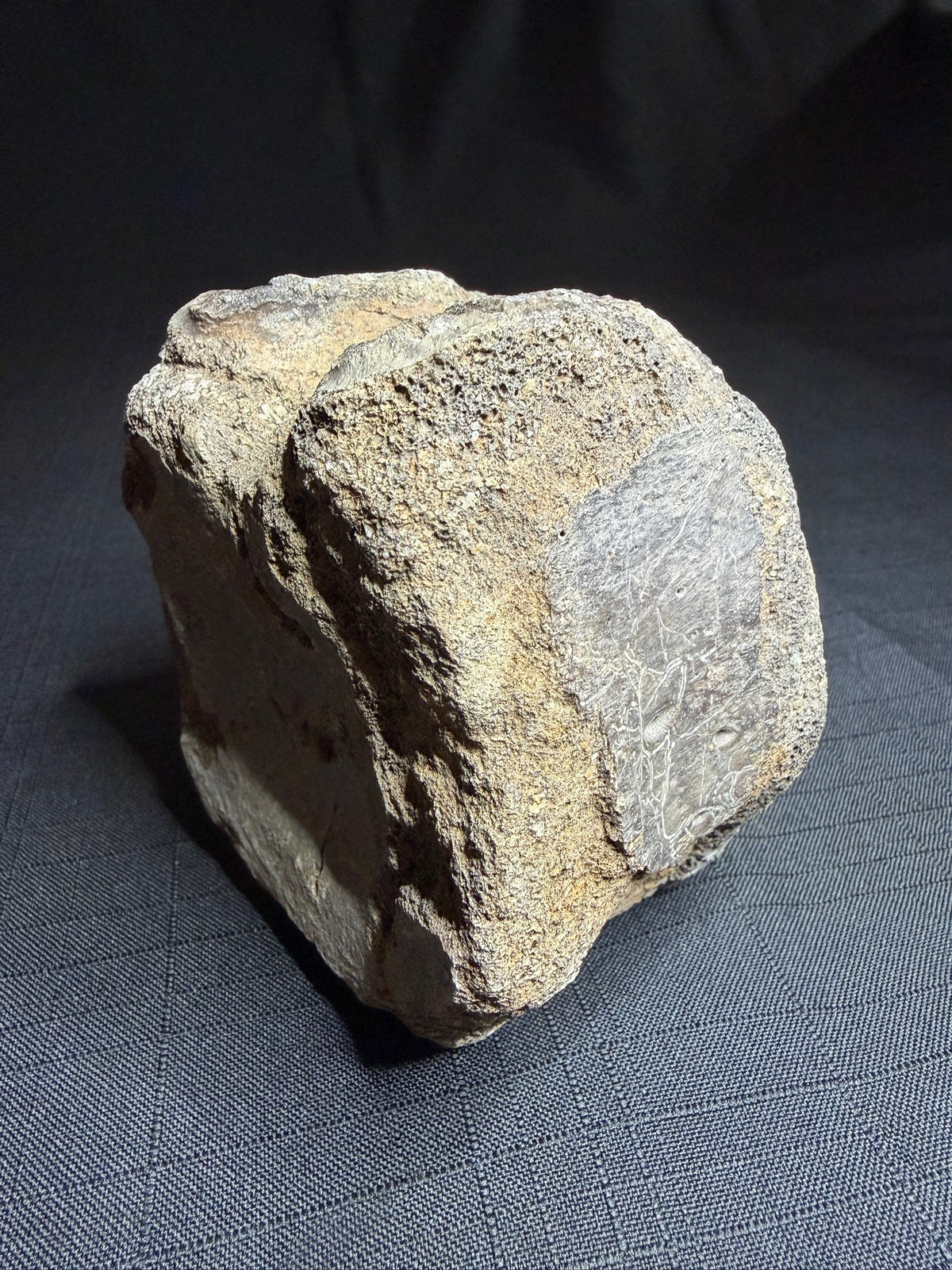Hadrosaur fossil vertebra with a broad rounded face and textured sandy-brown bone, Alberta badlands, Harvey Negrich Collection, HN521