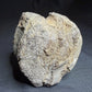 Hadrosaur fossil vertebra with a broad rounded face and textured sandy-brown bone, Alberta badlands, Harvey Negrich Collection, HN521