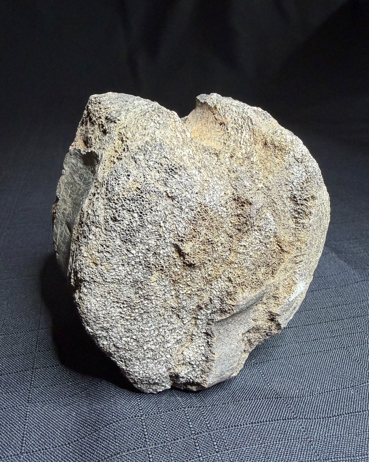 Hadrosaur fossil vertebra with a broad rounded face and textured sandy-brown bone, Alberta badlands, Harvey Negrich Collection, HN521