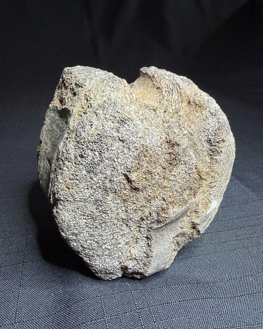 Hadrosaur fossil vertebra with a broad rounded face and textured sandy-brown bone, Alberta badlands, Harvey Negrich Collection, HN521