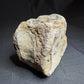 Hadrosaur fossil vertebra with a broad rounded face and textured sandy-brown bone, Alberta badlands, Harvey Negrich Collection, HN521