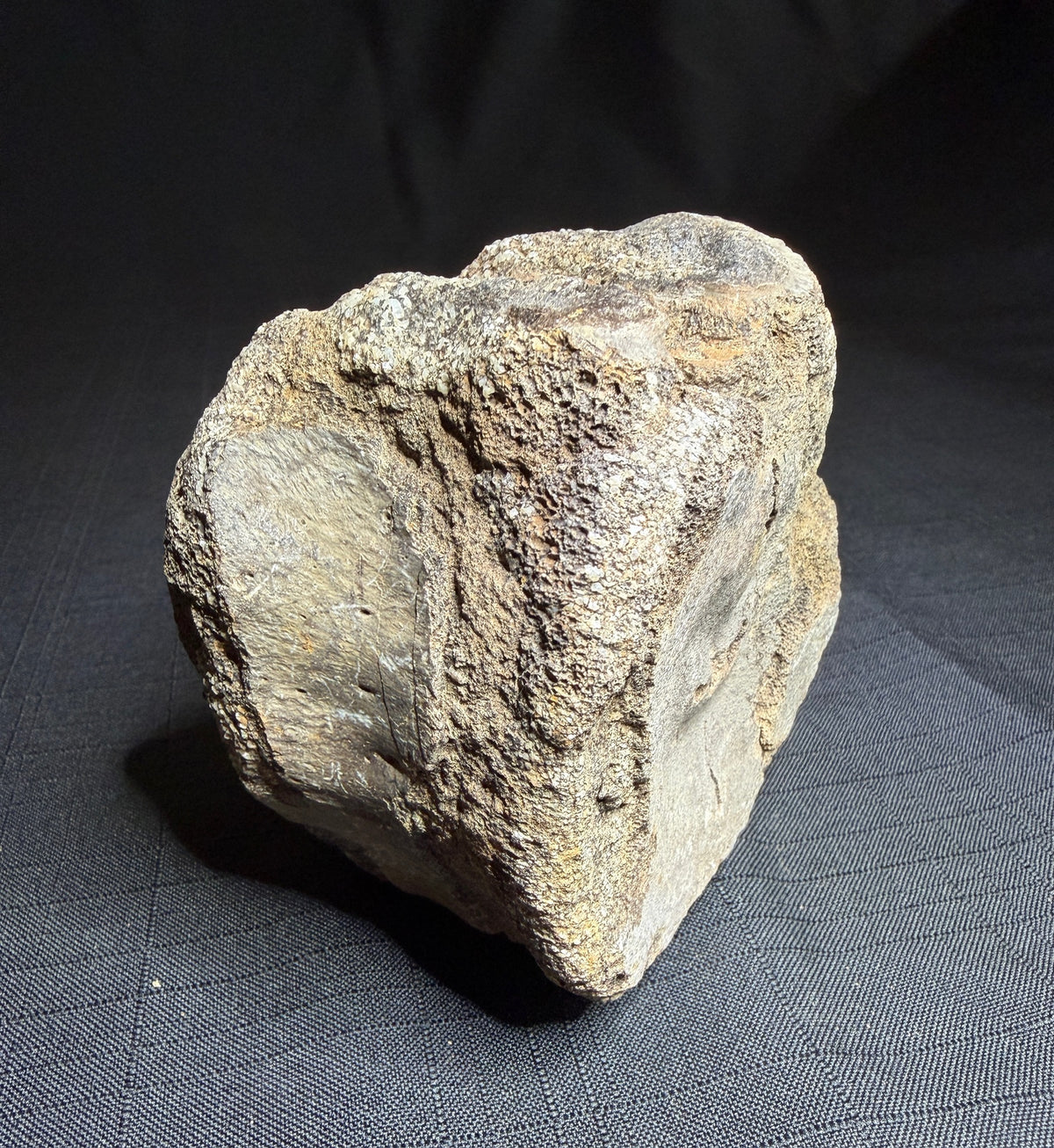 Hadrosaur fossil vertebra with a broad rounded face and textured sandy-brown bone, Alberta badlands, Harvey Negrich Collection, HN521