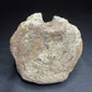 Hadrosaur fossil vertebra from the Alberta badlands, showing its rounded body and textured brown bone surface, Harvey Negrich Collection, HN522