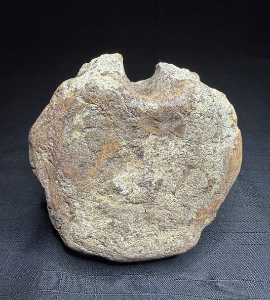 Hadrosaur fossil vertebra from the Alberta badlands, showing its rounded body and textured brown bone surface, Harvey Negrich Collection, HN522
