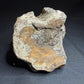 Hadrosaur fossil vertebra from the Alberta badlands, showing its rounded body and textured brown bone surface, Harvey Negrich Collection, HN522