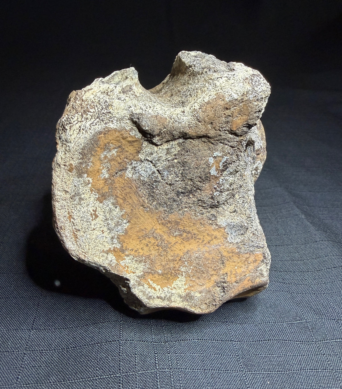 Hadrosaur fossil vertebra from the Alberta badlands, showing its rounded body and textured brown bone surface, Harvey Negrich Collection, HN522