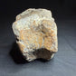 Hadrosaur fossil vertebra from the Alberta badlands, showing its rounded body and textured brown bone surface, Harvey Negrich Collection, HN522