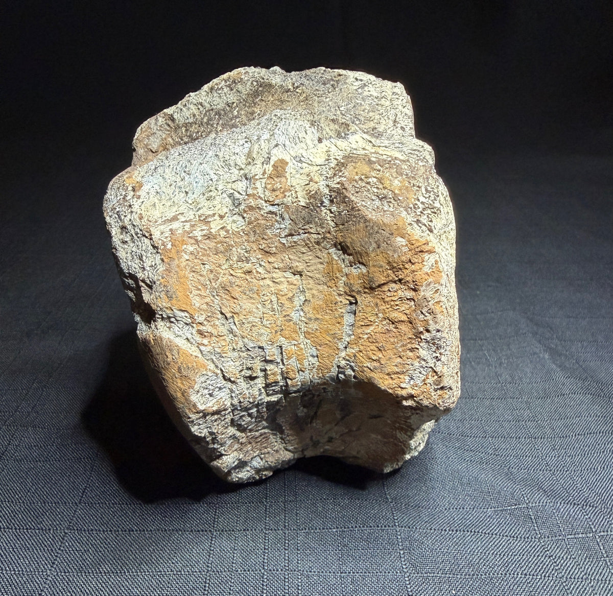 Hadrosaur fossil vertebra from the Alberta badlands, showing its rounded body and textured brown bone surface, Harvey Negrich Collection, HN522