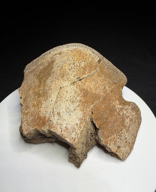 Partial hadrosaur toe bone showing a broad curved surface, fractures and exposed internal bone, Alberta badlands, HN692.