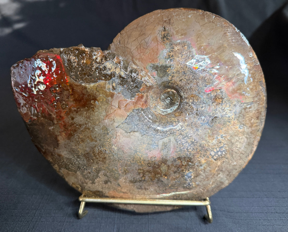 Placenticeras meeki ammonite with red and green iridescent shell and exposed suture patterns, St. Mary River, Alberta