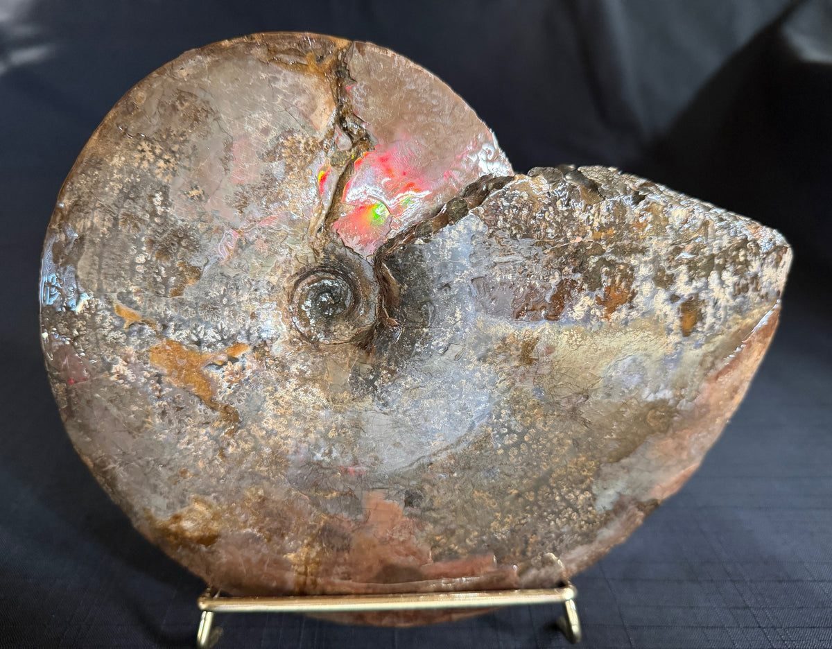 Placenticeras meeki ammonite with red and green iridescent shell and exposed suture patterns, St. Mary River, Alberta