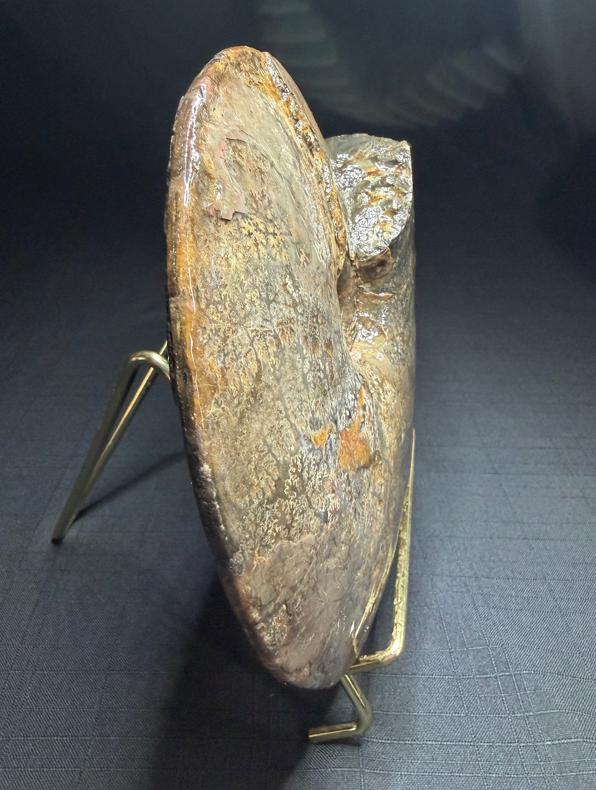 Placenticeras meeki ammonite with red and green iridescent shell and exposed suture patterns, St. Mary River, Alberta
