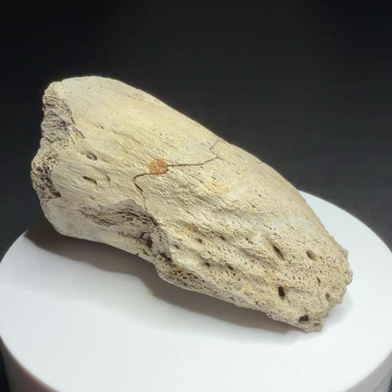 Hadrosaur terminal toe bone showing broad outer bone surfaces and specimen label HN694, Harvey Negrich Collection.