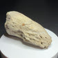Hadrosaur terminal toe bone showing broad outer bone surfaces and specimen label HN694, Harvey Negrich Collection.