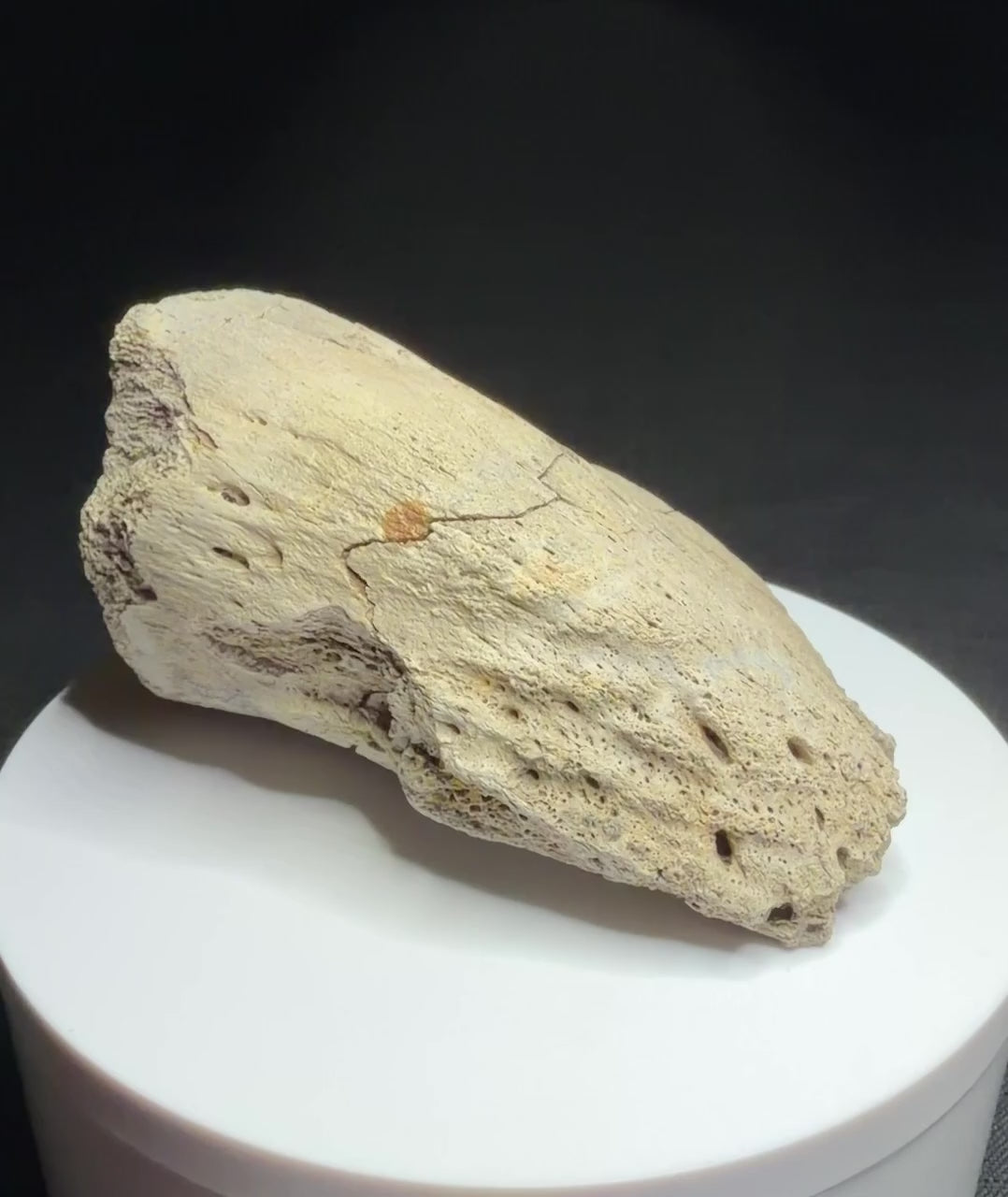 Hadrosaur terminal toe bone showing broad outer bone surfaces and specimen label HN694, Harvey Negrich Collection.
