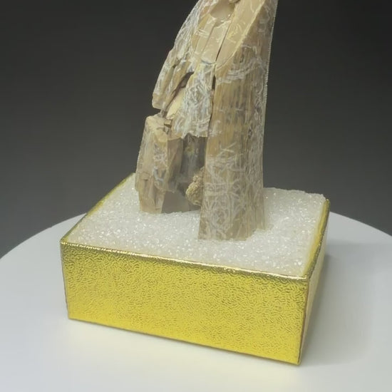 Fossilized dinosaur tooth from the Drumheller area of Alberta, showing a curved serrated crown with extensive fractures and surface loss.