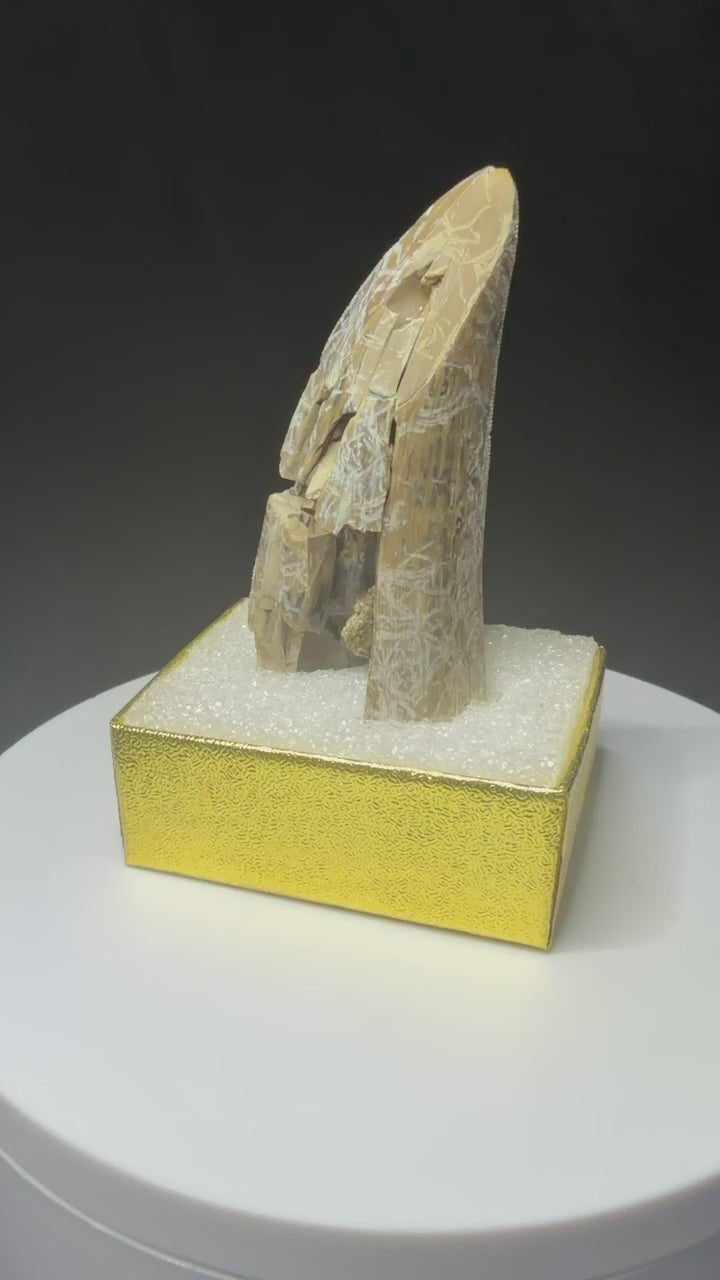 Fossilized dinosaur tooth from the Drumheller area of Alberta, showing a curved serrated crown with extensive fractures and surface loss.