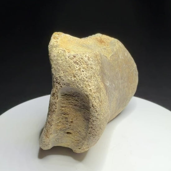 Edmontosaurus toe bone showing a concave joint surface and broad curved form, Harvey Negrich Collection, Alberta, HN679.