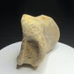 Edmontosaurus toe bone showing a concave joint surface and broad curved form, Harvey Negrich Collection, Alberta, HN679.