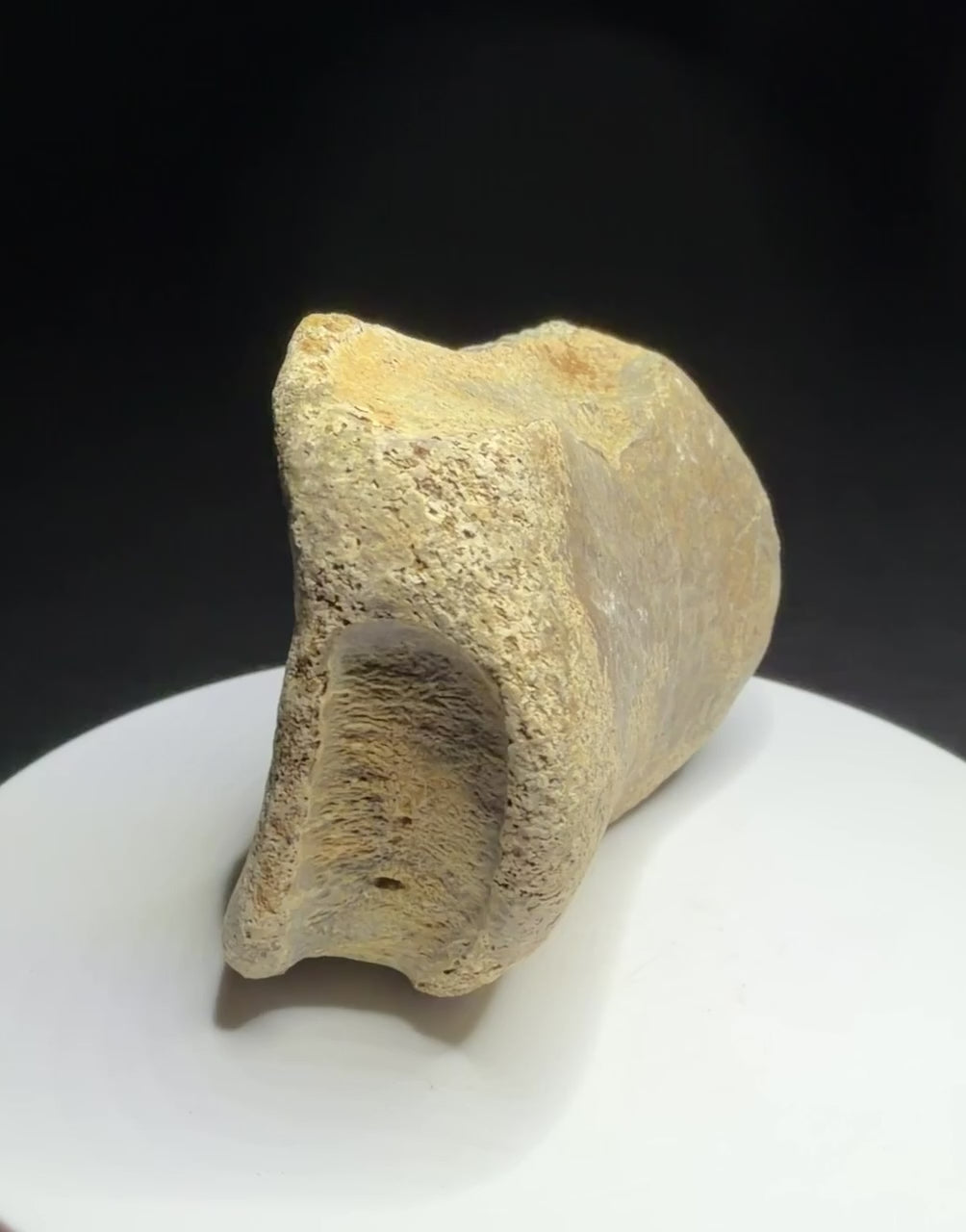 Edmontosaurus toe bone showing a concave joint surface and broad curved form, Harvey Negrich Collection, Alberta, HN679.
