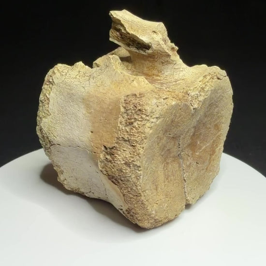 Brown hadrosaur vertebra showing a rounded face, shallow depression and visible crack, Alberta badlands, Harvey Negrich Collection, HN1218