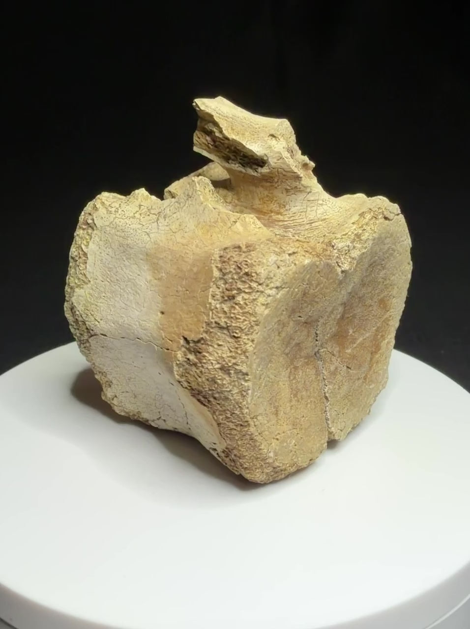 Brown hadrosaur vertebra showing a rounded face, shallow depression and visible crack, Alberta badlands, Harvey Negrich Collection, HN1218
