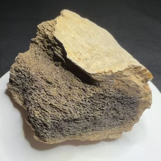 Dinosaur bone fragment with a possible tooth-mark groove across its curved surface, Harvey Negrich Collection, Alberta, HN1194.