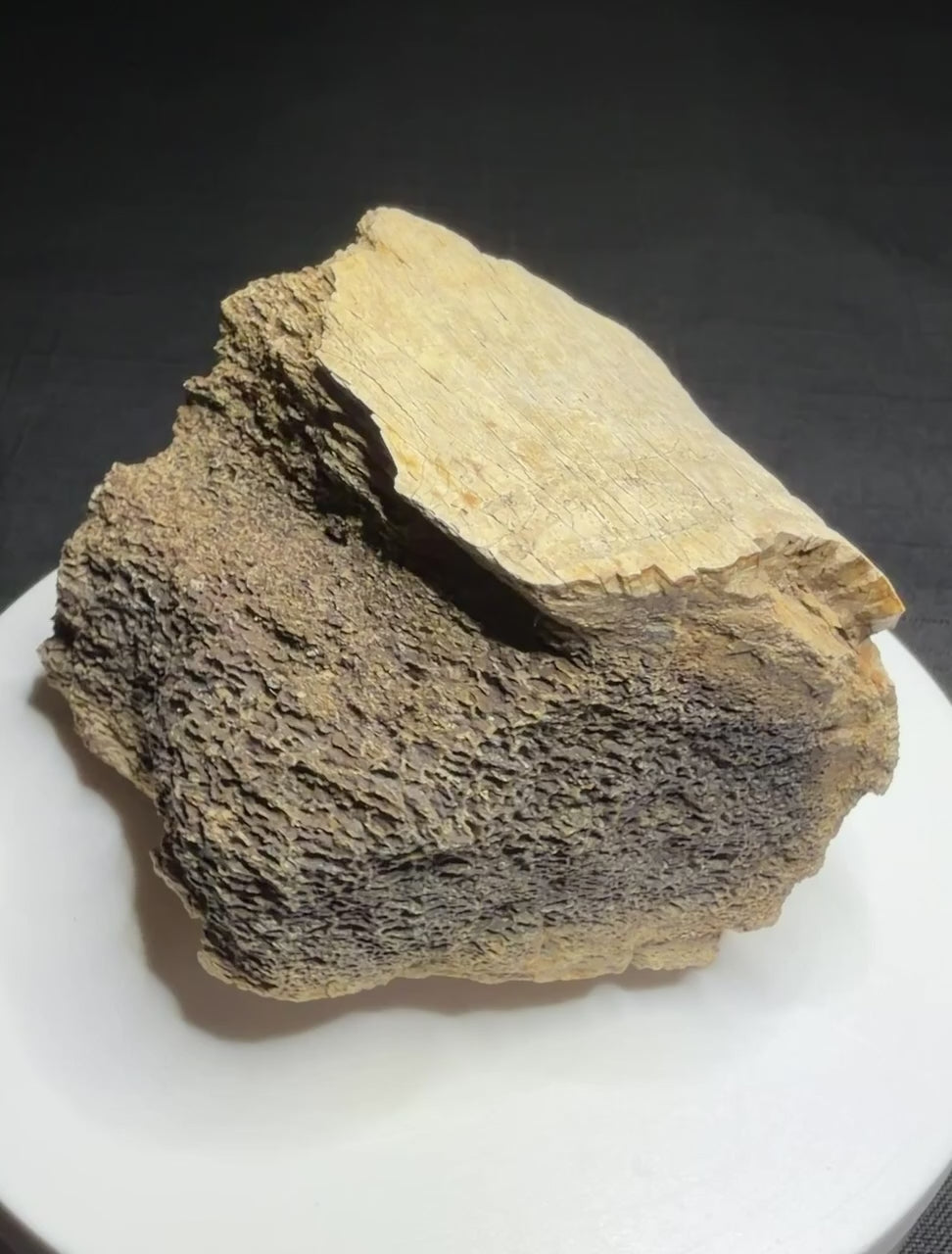 Dinosaur bone fragment with a possible tooth-mark groove across its curved surface, Harvey Negrich Collection, Alberta, HN1194.