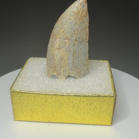 fossilized theropod tooth