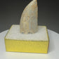fossilized theropod tooth
