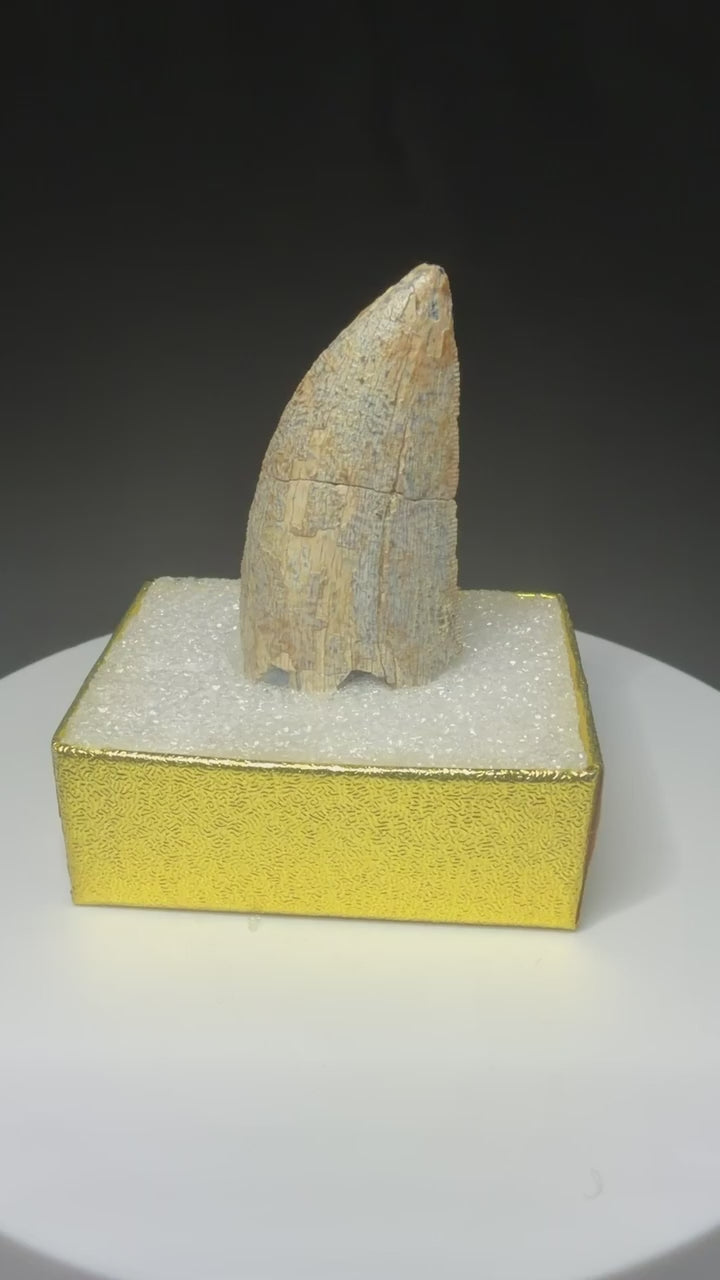 fossilized theropod tooth