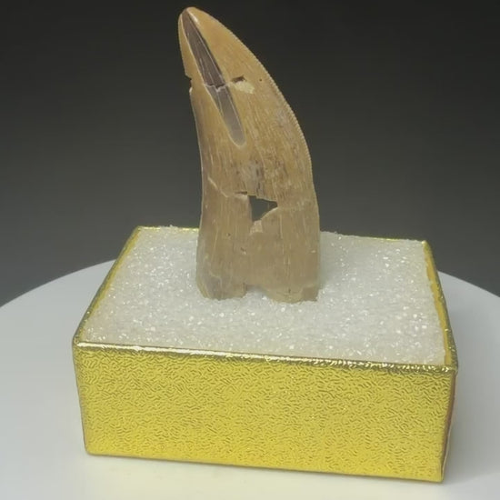 Fossilized dinosaur tooth with a curved brown crown, visible serrations, fractures and areas of surface loss.