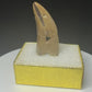 Fossilized dinosaur tooth with a curved brown crown, visible serrations, fractures and areas of surface loss.