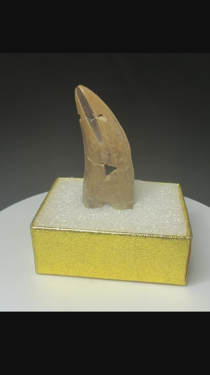 Fossilized dinosaur tooth with a curved brown crown, visible serrations, fractures and areas of surface loss.
