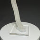 Rams horn selenite crystal from Mariposa mine of Texas