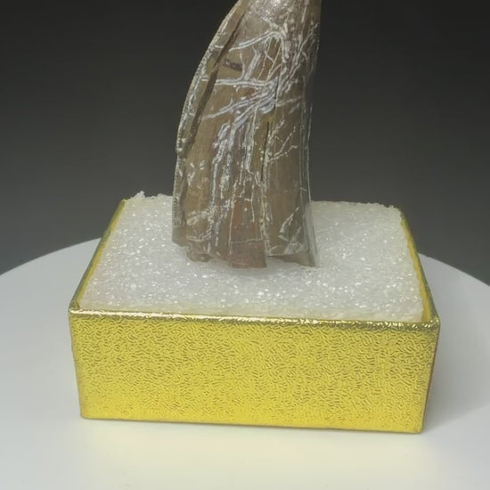 Partial fossilized dinosaur tooth from the Drumheller area of Alberta, Canada, with dark-brown coloration, surface fractures and a longitudinal break