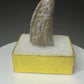 Partial fossilized dinosaur tooth from the Drumheller area of Alberta, Canada, with dark-brown coloration, surface fractures and a longitudinal break