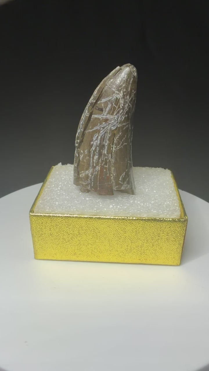 Partial fossilized dinosaur tooth from the Drumheller area of Alberta, Canada, with dark-brown coloration, surface fractures and a longitudinal break