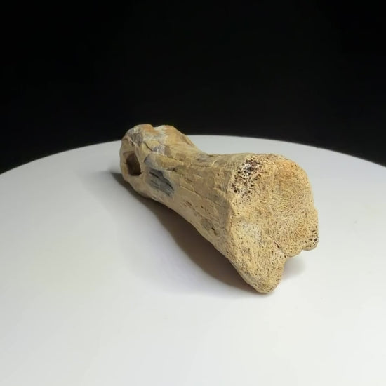 Dinosaur toe bone with a narrowed shaft and expanded ends, possibly hadrosaur, Harvey Negrich Collection, Alberta, HN1083.