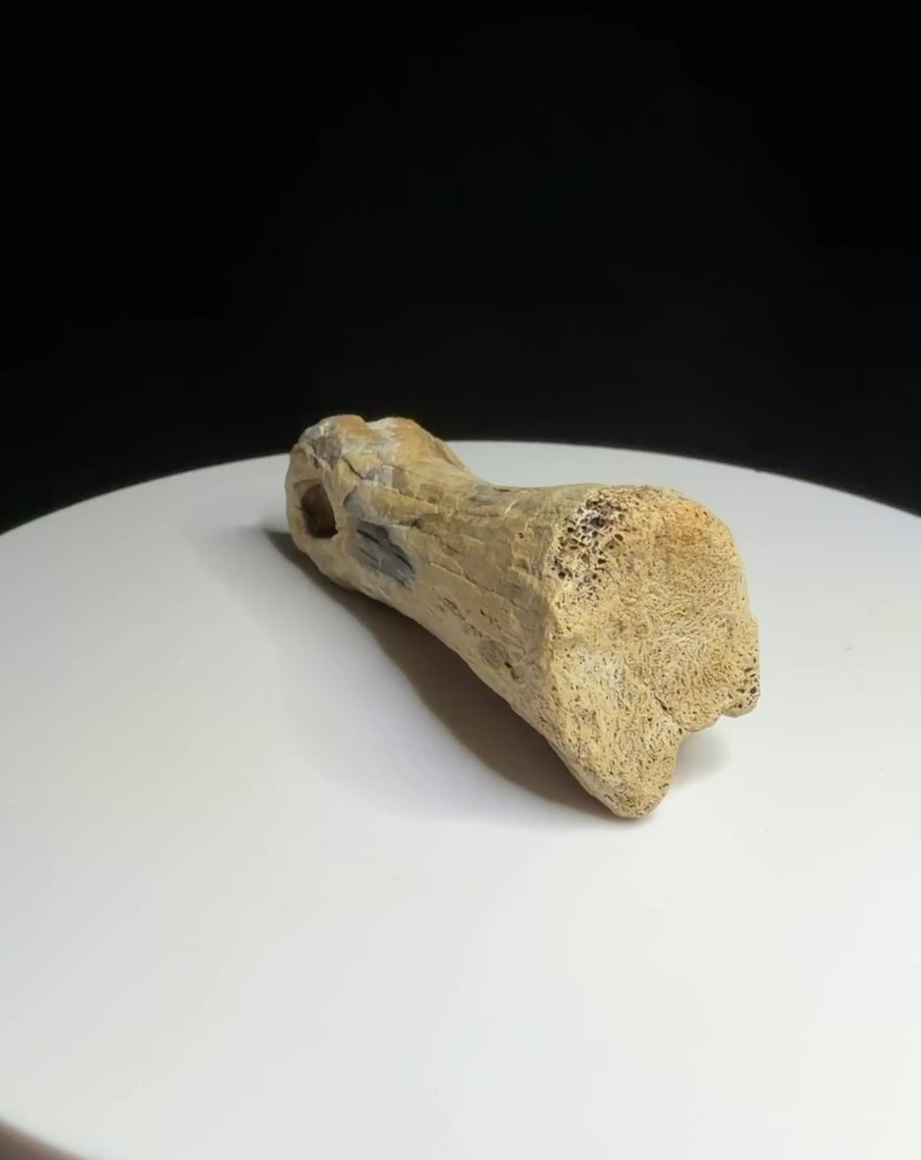 Dinosaur toe bone with a narrowed shaft and expanded ends, possibly hadrosaur, Harvey Negrich Collection, Alberta, HN1083.