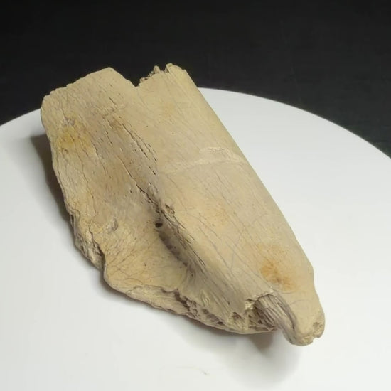 Dinosaur rib fragment from the Alberta badlands with collection label HN1086, Harvey Negrich Collection.