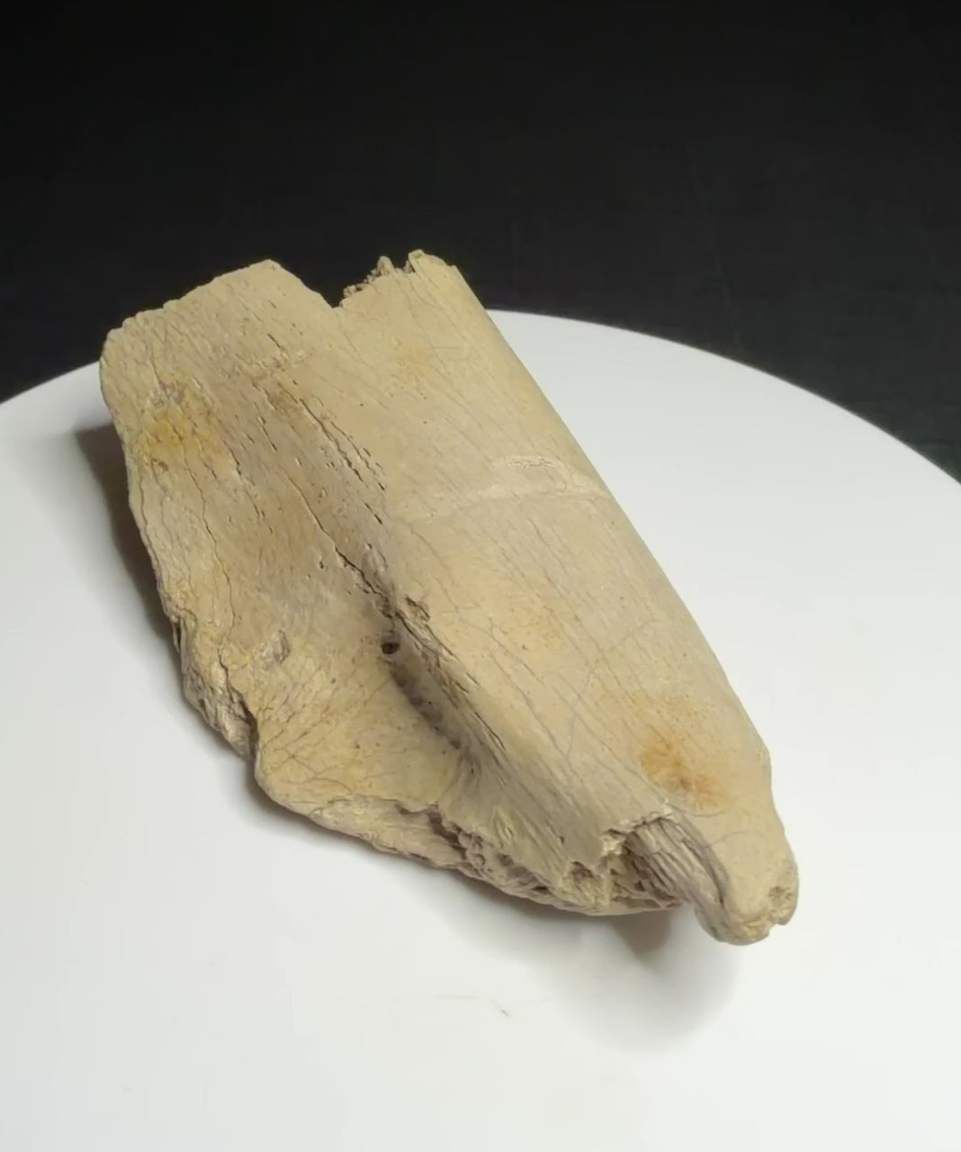 Dinosaur rib fragment from the Alberta badlands with collection label HN1086, Harvey Negrich Collection.