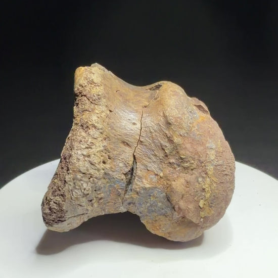 Dinosaur toe bone with collection label HN1047, tentatively attributed to an ankylosaur, Harvey Negrich Collection.